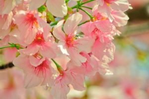 植物,花,桜,ピンク色